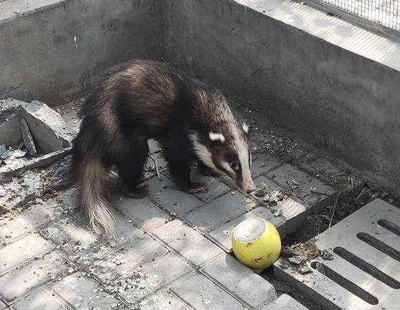 鼬獾又名猸子,山獾,白猸,其头部较大,鼻子类似猪鼻,头顶同面部有明显