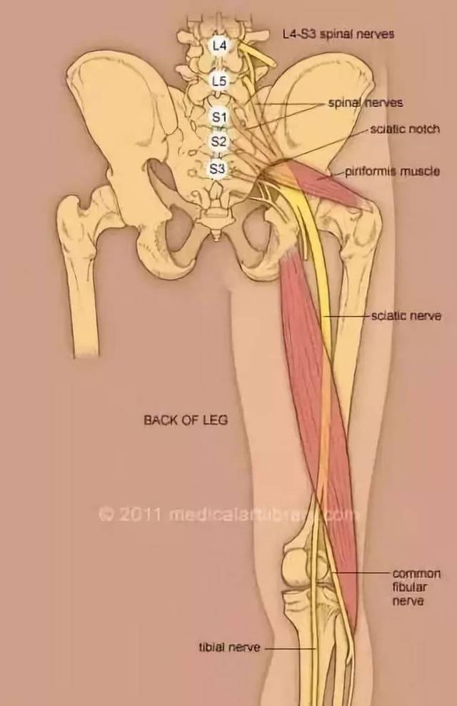 支配这些肌肉,并沿大收肌后面,半腱肌,半膜肌,股二头肌之间下降,在到