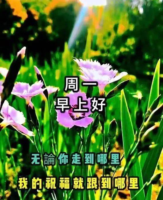 新的一周早上好问候语图片表情大全 早上好祝福表情大图