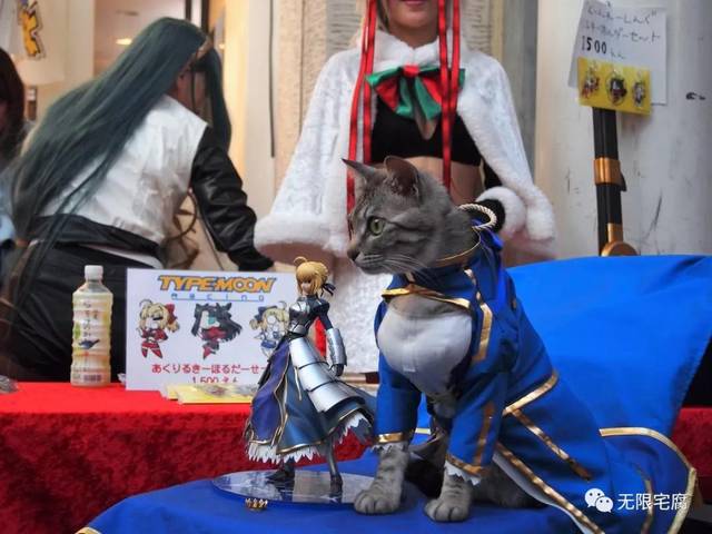 ▼曾经以猫咪竟然有着「爆乳」的话题引起coser们注意的『猫版saber』