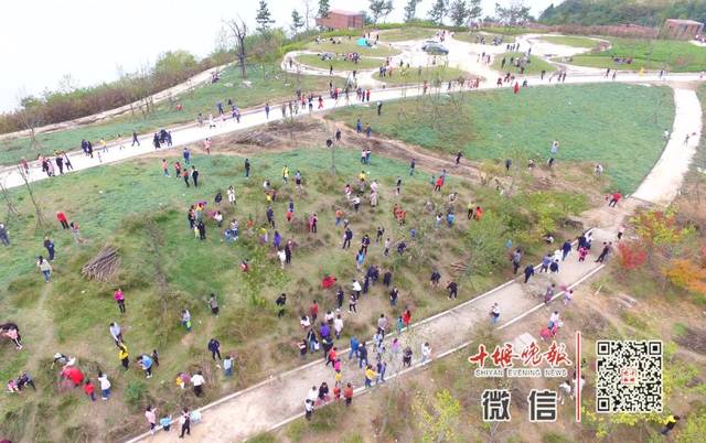 郧阳区这处网红粉黛乱子草突然消失!原因是
