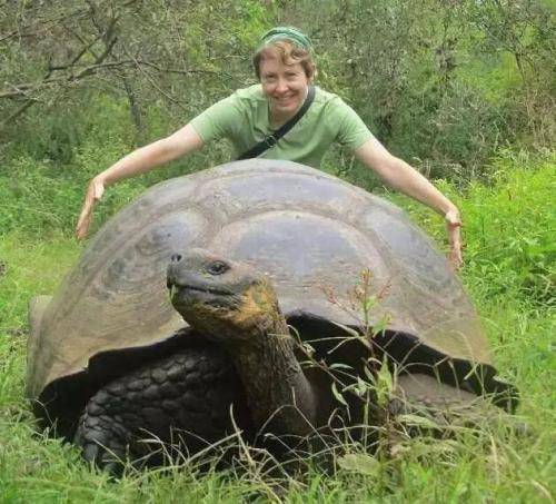 世界上最大的乌龟,体重接近1吨,因人类的一种遗弃物已