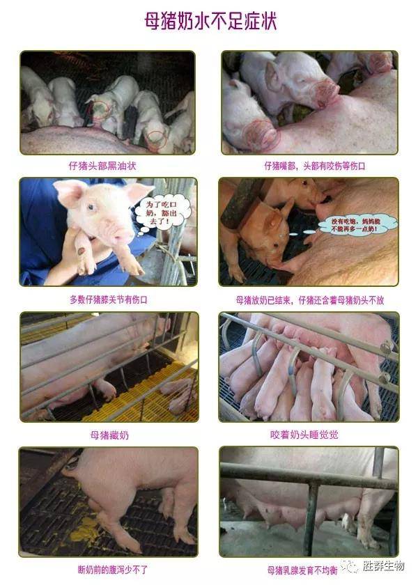 哺乳母猪产仔后奶水少怎么办?母猪奶水不足如何催奶?