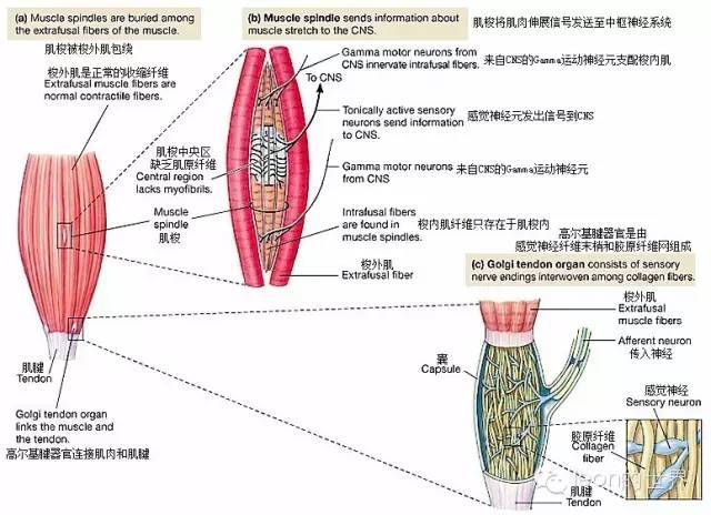 高尔基腱器官位于肌肉和肌腱之间 是由感觉神经纤维和胶原纤维网组成