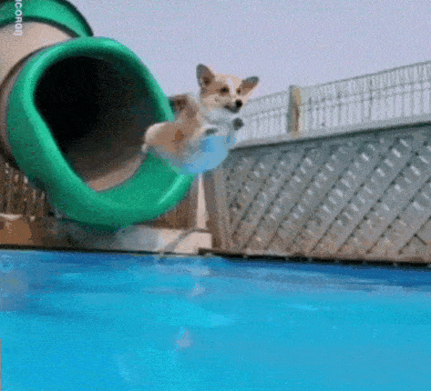 文慧 微信:xiaowangzaoan 实名羡慕柯基的小短腿 各位养宠的朋友肯定