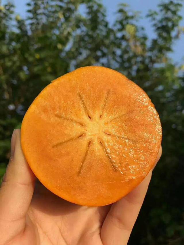 今年的柿子,千万别挑软的捏!