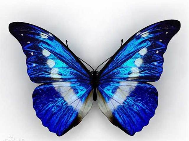 全球最珍贵的蝴蝶,一只就价值百万