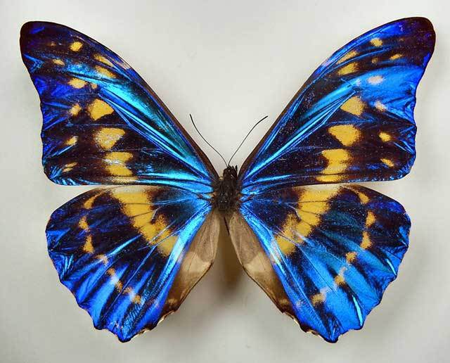 最"变态"的珍稀蝴蝶:塞浦路斯闪蝶.
