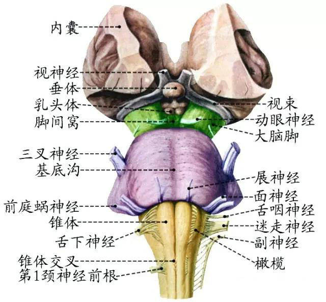 周围神经脑神经图谱以及思维导图