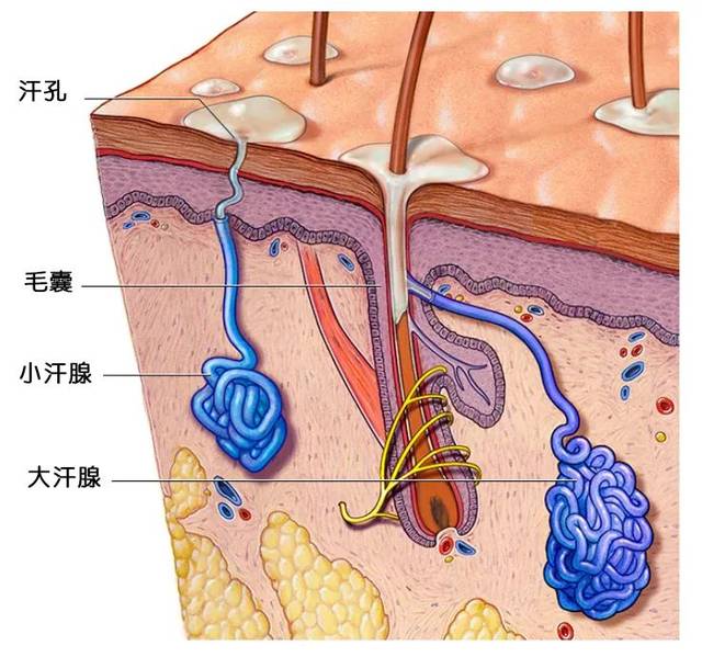 大汗腺主要分布在腋下,会排放大量支链不饱和脂肪酸和硫化的类固醇.