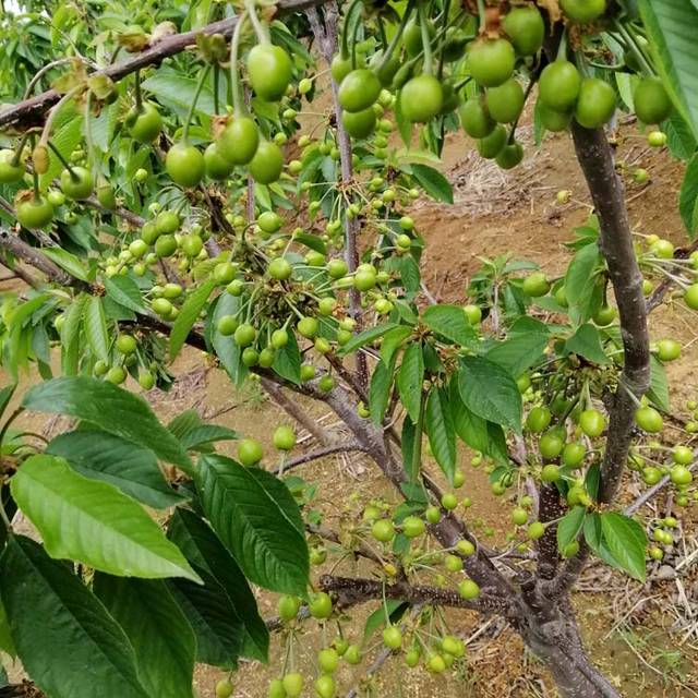 帮助果农合理搭配樱桃苗品种,合理配置授粉树,让樱桃树不再难栽