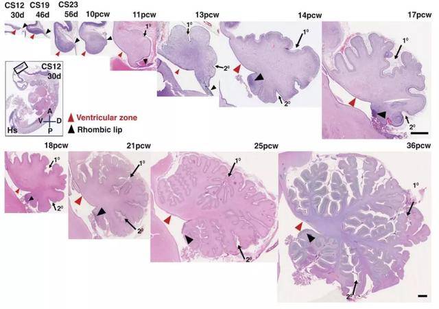 science:小鼠的小脑与人类完全不同