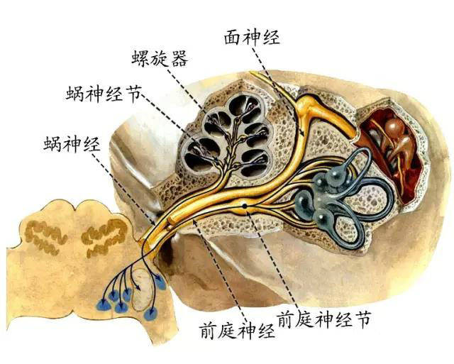 周围神经脑神经图谱以及思维导图