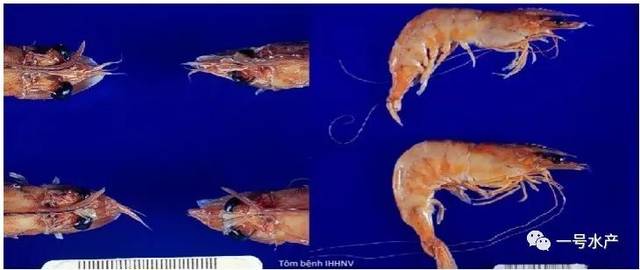 南美白对虾感染ihhnv有典型的迹象,例如头部变形,尾部变形.