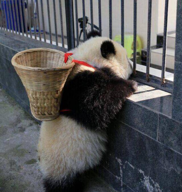胖呼呼的大熊猫还会撒娇,卖萌, 这么可爱不让人喜欢都不行呀.