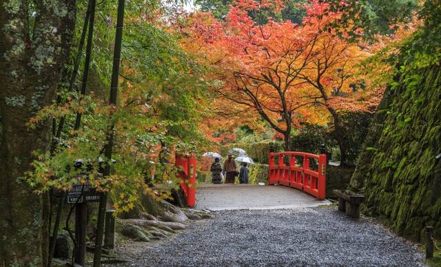 京都红叶预测 京都赏枫景点推荐:三千院