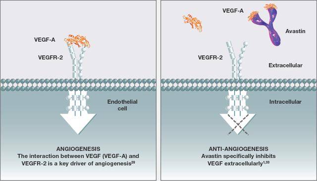 繁殖所需的"营养",而血管内皮生长因子(vegf)是肿瘤血管生长中所必需