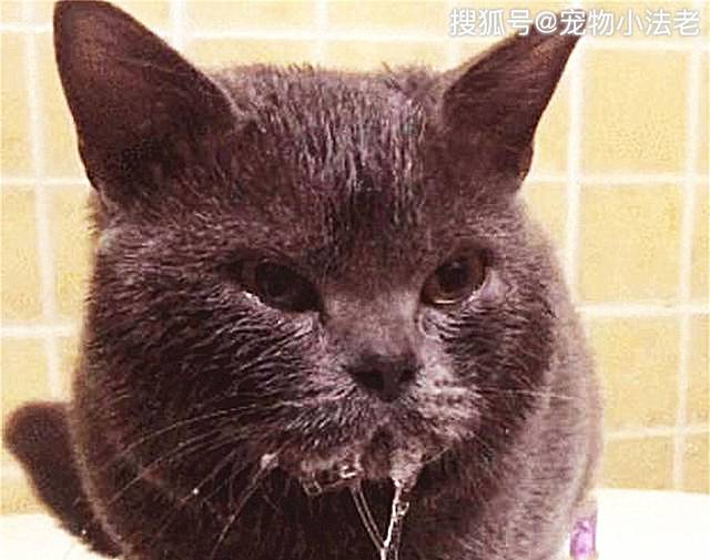 认为是猫咪嘴巴馋,想吃东西了,有些铲屎官还会觉得猫咪流口水很搞笑