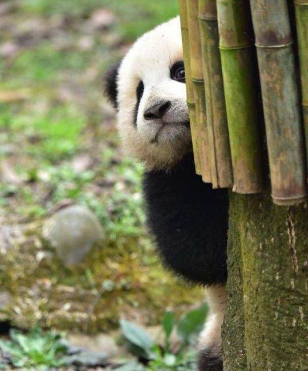 胖呼呼的大熊猫还会撒娇,卖萌, 这么可爱不让人喜欢都换行呀.
