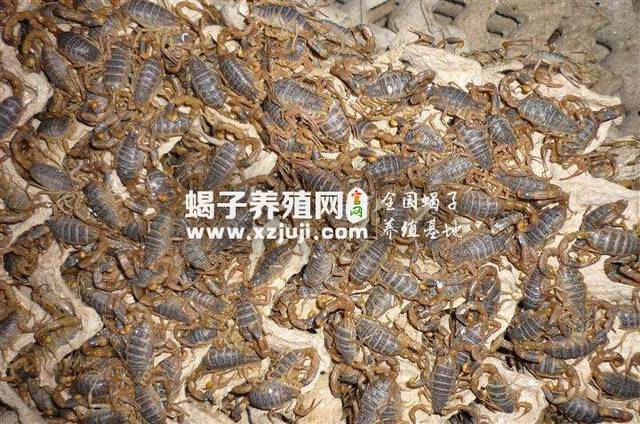 蜜蜂蛰了怎么办怎么治疗 a3603d2602694d93a9ae396b8c37411f.jpeg