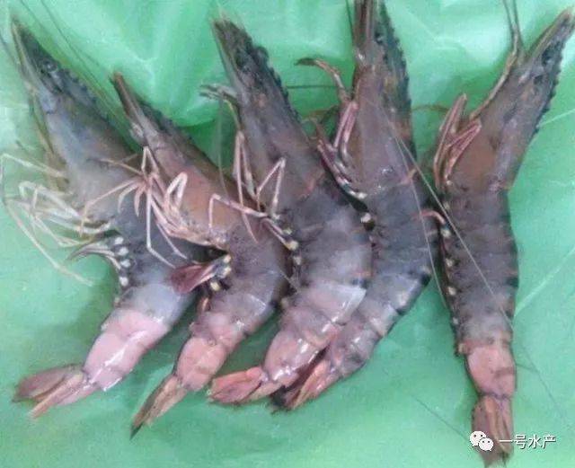 齐了对虾养殖当中8种常见疾病图解虾农可不要错过了