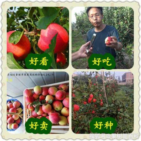 早熟鲁丽苹果苗显著的九大特点介绍【九州红种苗】