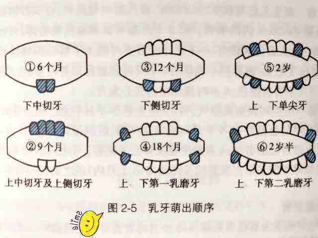 原创宝宝长牙顺序图:多大开始长牙,几岁出齐?看你家娃出牙是否标准