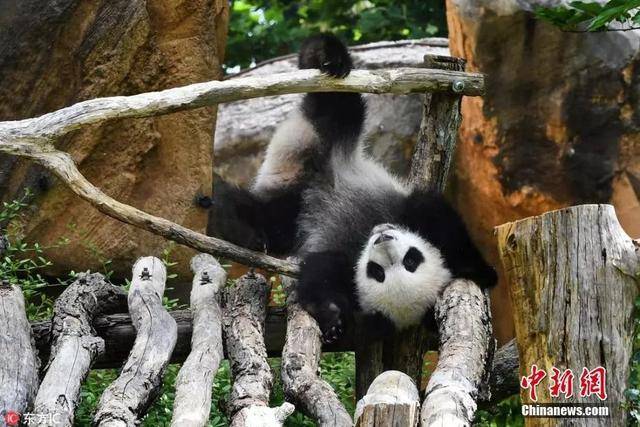 图为法国圣艾尼昂市,博瓦勒野生动物园里,旅法大熊猫"圆梦" 宝宝倒挂