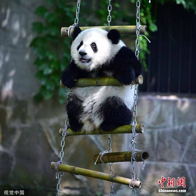 图为重庆动物园大熊猫开心的玩耍.图片来源:视觉中国