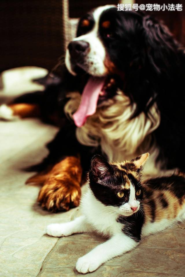很多铲屎官喜欢给狗吃猫粮?这样做的话,会给狗