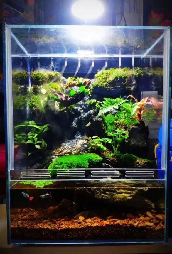 水族箱造景大赛11月厦门举办:参赛赢奖品,参观免费进