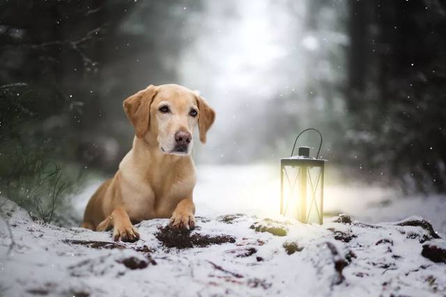 【睡前故事】小狗为什么喜欢吃肉骨头?