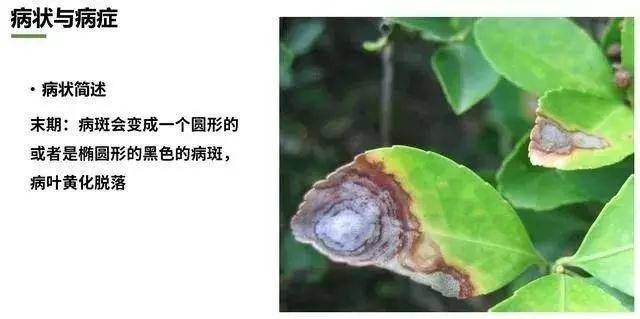 炭疽病什么症状?如何防治?看这篇文章就够了