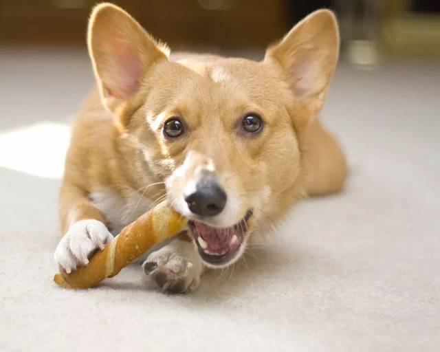 【睡前故事】小狗为什么喜欢吃肉骨头?