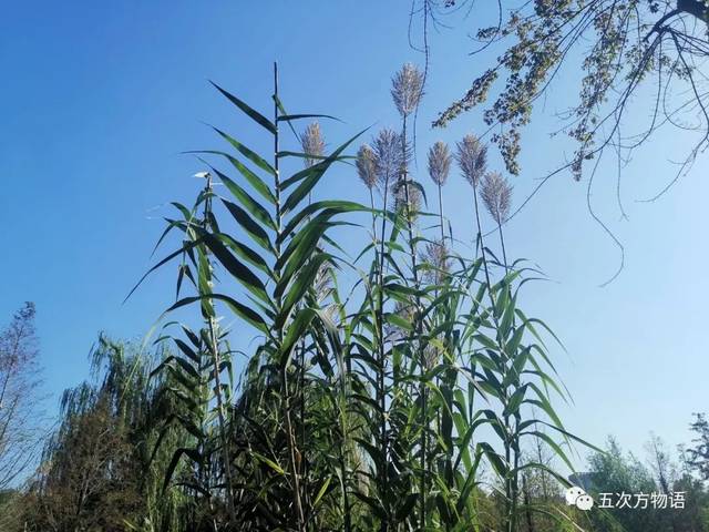 如何分清芦竹,芦苇,芒和荻_手机搜狐网