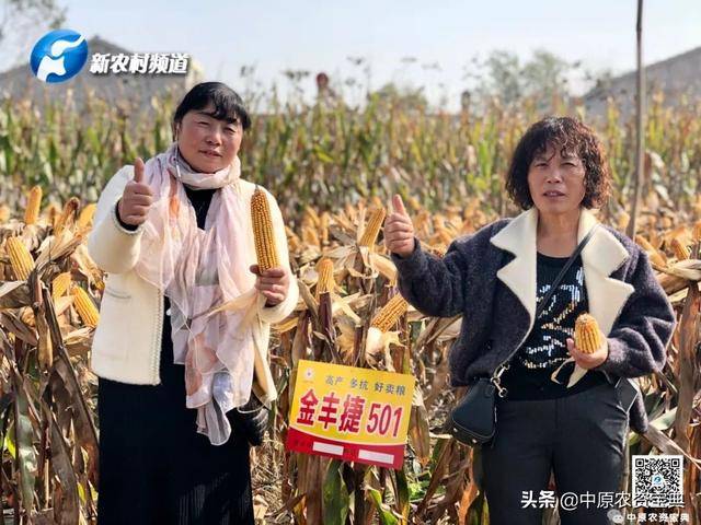 产量高不高,对比容重就知道——记金丰捷501豫东测产会!