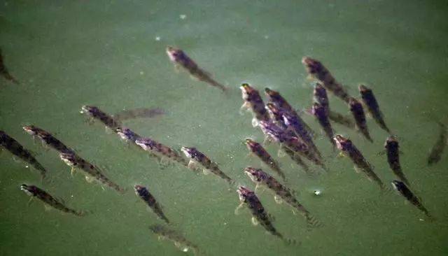 躲不开的小鱼，避不开的闹窝，三则技巧干掉它