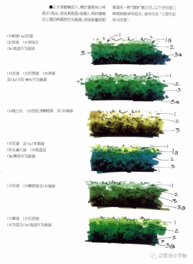 干货|马克笔植物手绘教程案例分享