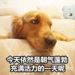 颓废表情包丨今天不想加油鸭