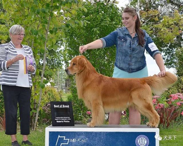 2019年美国金毛巡回猎犬国家单独展赛果