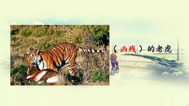 部编语文四年级上册第19课《一只窝囊的大老虎》图文讲解