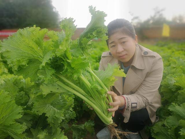 贵族菜:香叶饺子菜,种植竟这么简单?方法很使用_手机