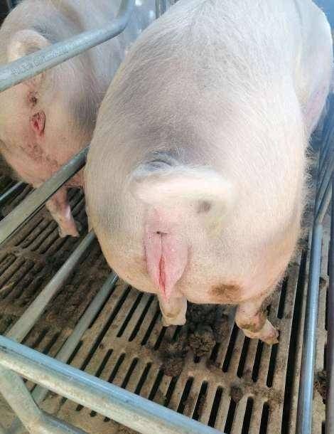 有时候母猪配上种后,过了20天左右,,母猪水门又肿大了,但是持续时间短