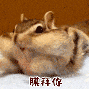 中国人拍的"土拨鼠表情包"获国际大奖,引各路大神疯狂