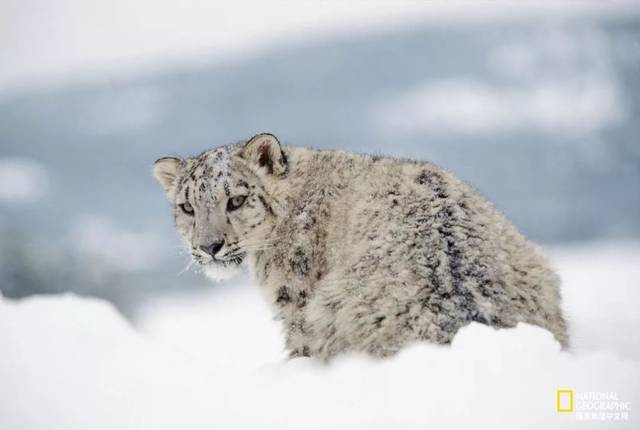 雪豹:请你们好好爱我吧 | 影像
