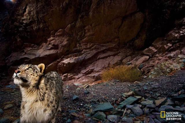 雪豹:请你们好好爱我吧 | 影像