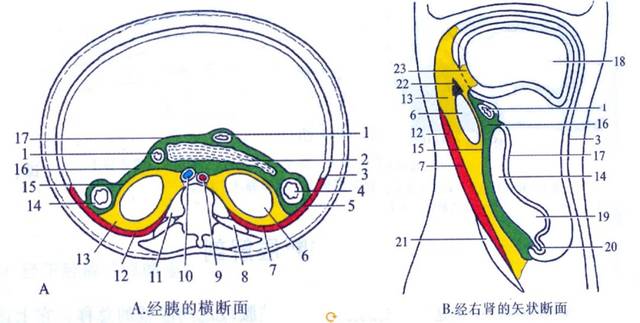 这5种腹膜后肿瘤的ct诊断,你掌握了吗?_手机搜狐网