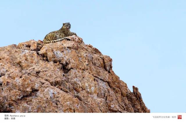 雪豹:请你们好好爱我吧 | 影像