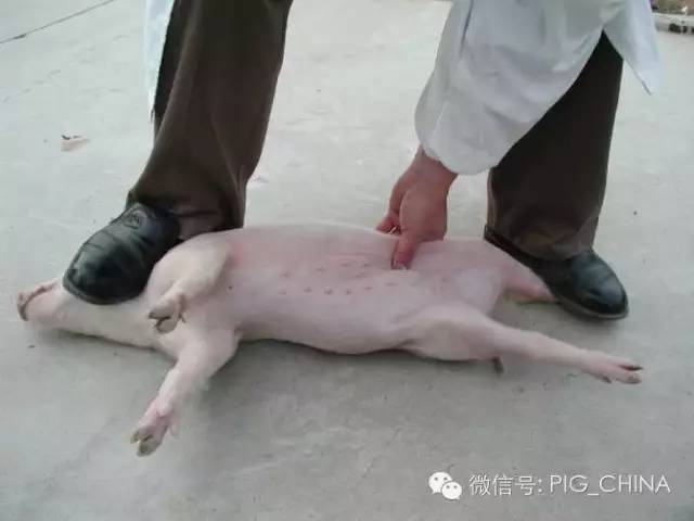 母猪阉割手术"小挑花"(附:手势操作过程高清图片)