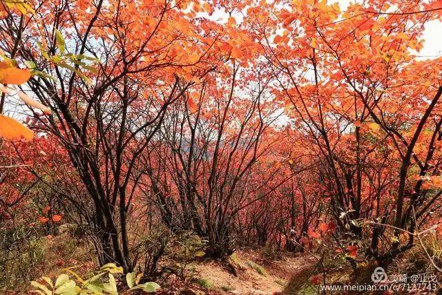 洛阳最美免费红叶景区,嵩县里仁漫山红遍,层林尽染